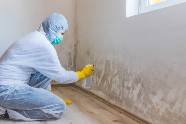 Professional mold removal team in Lowell
